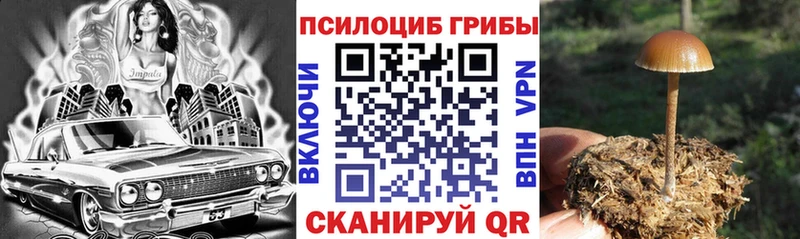купить  цена  Лукоянов  Псилоцибиновые грибы Psilocybe 